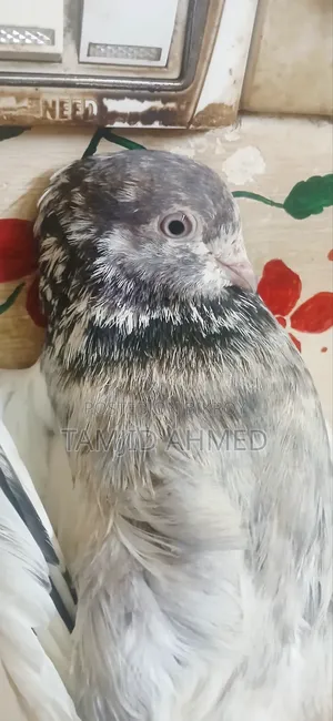 Giribaz Male Pigeon