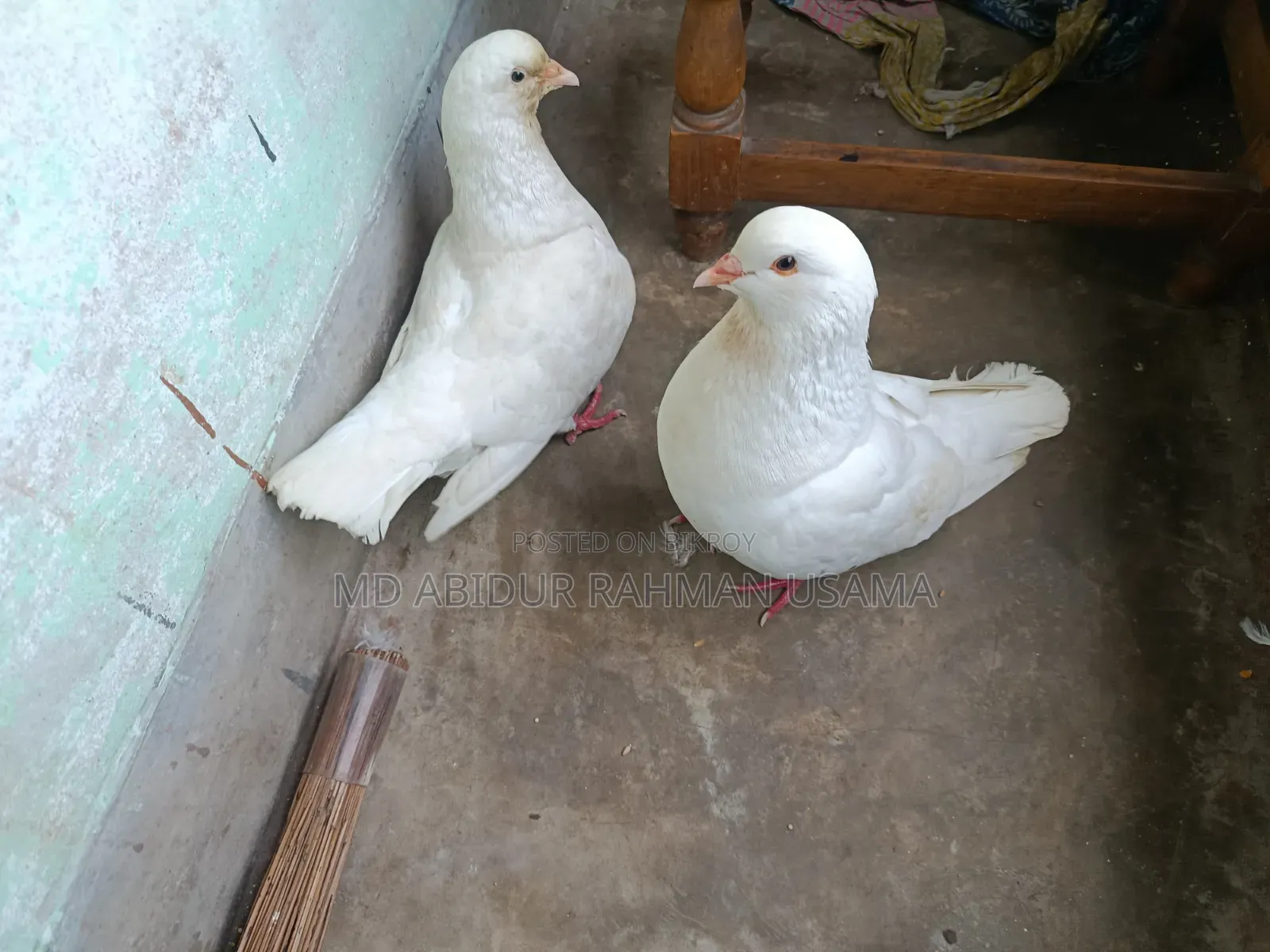 A pair of running King pigeons for sale