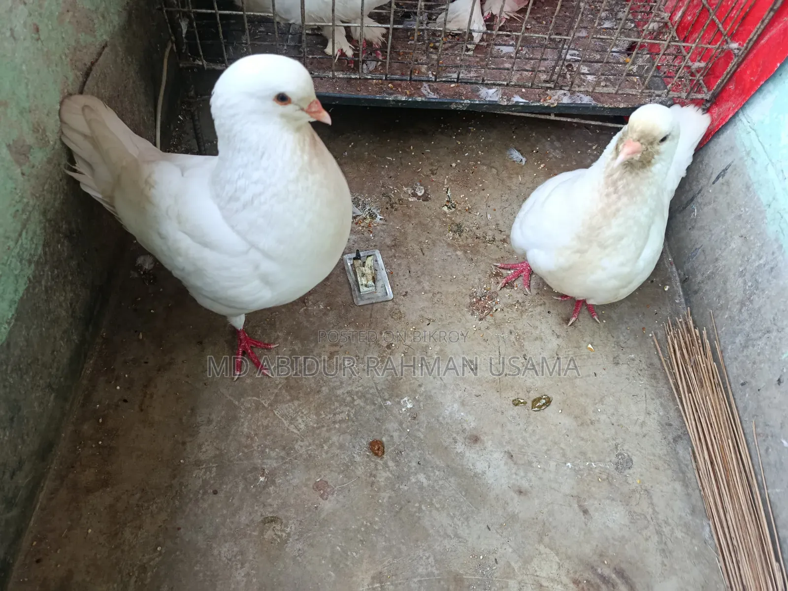 A pair of running King pigeons for sale