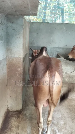কোরবানির গরু বিক্রি করা হবে