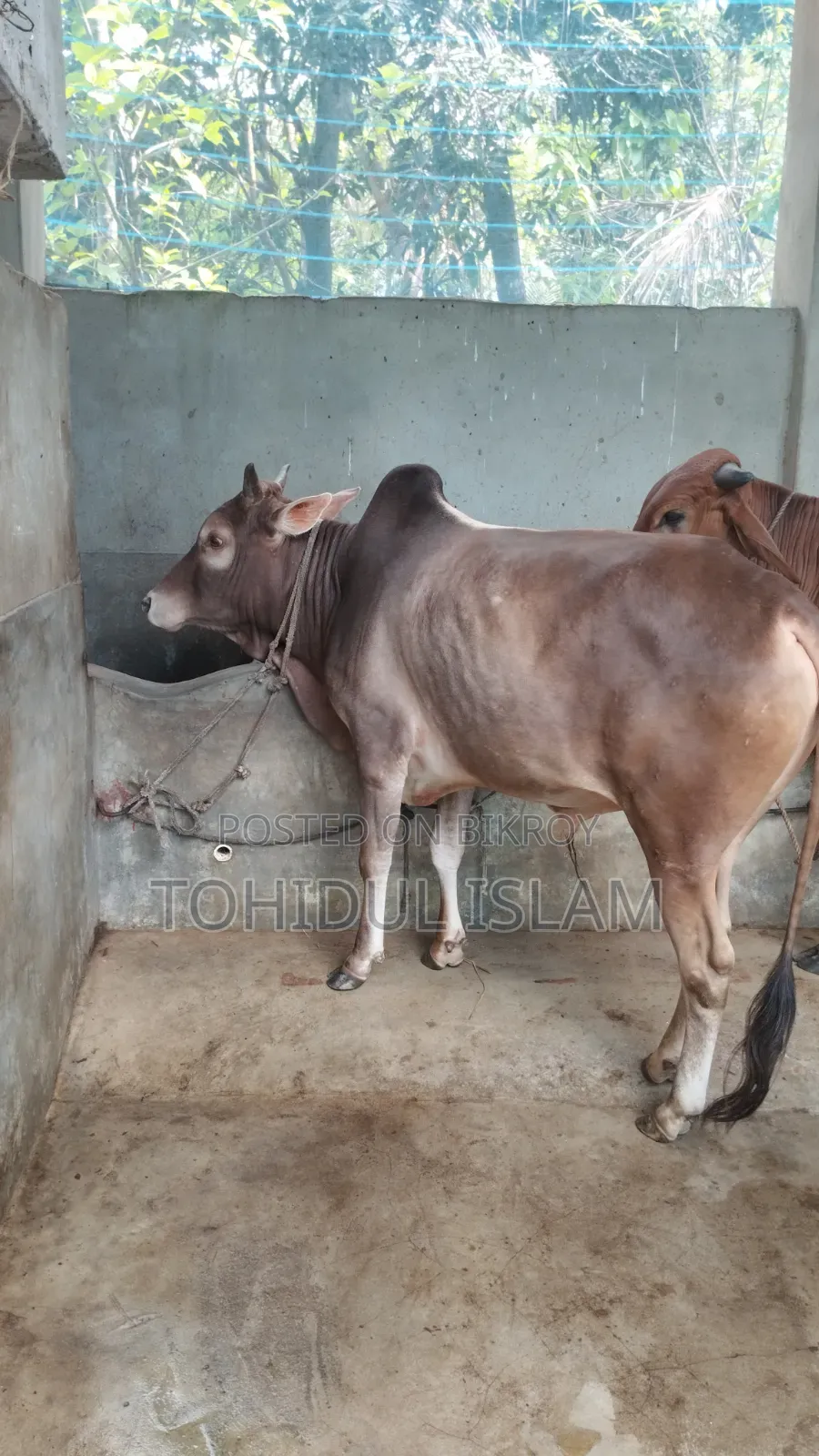 কোরবানির গরু বিক্রি করা হবে