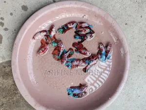 Betta Fish