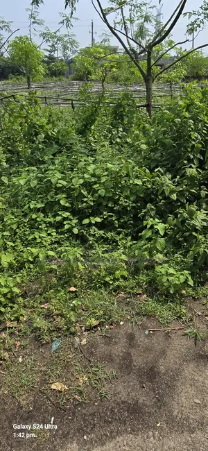 Rajuk Purbachal 10 Katha Allotted Plot