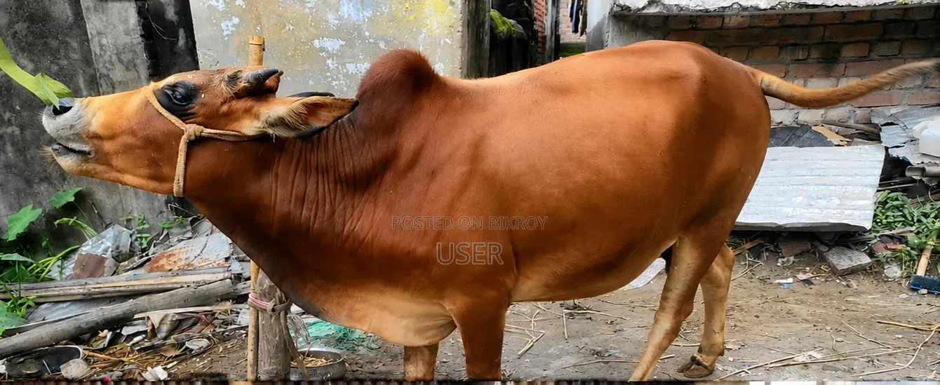 Cow Suitable for Qurbani