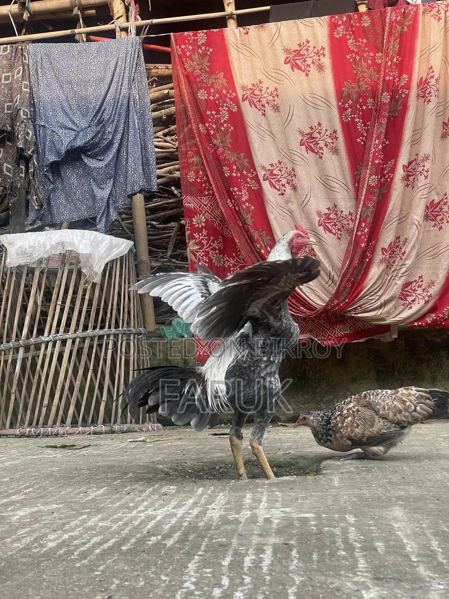 সরাইল জাওয়া ফাইটার মুরগা