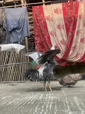 সরাইল জাওয়া ফাইটার মুরগা