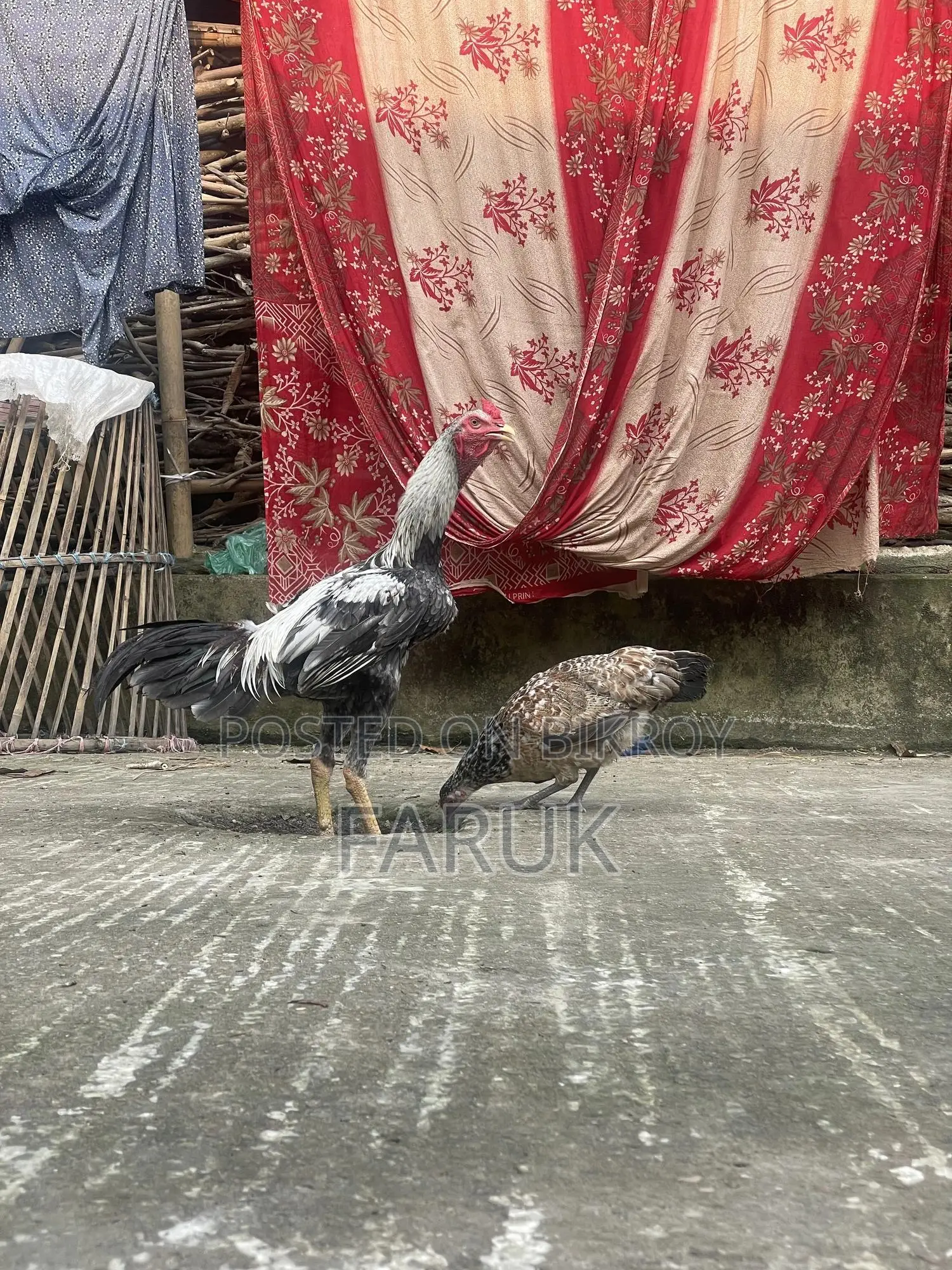 সরাইল জাওয়া ফাইটার মুরগা