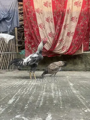 সরাইল জাওয়া ফাইটার মুরগা