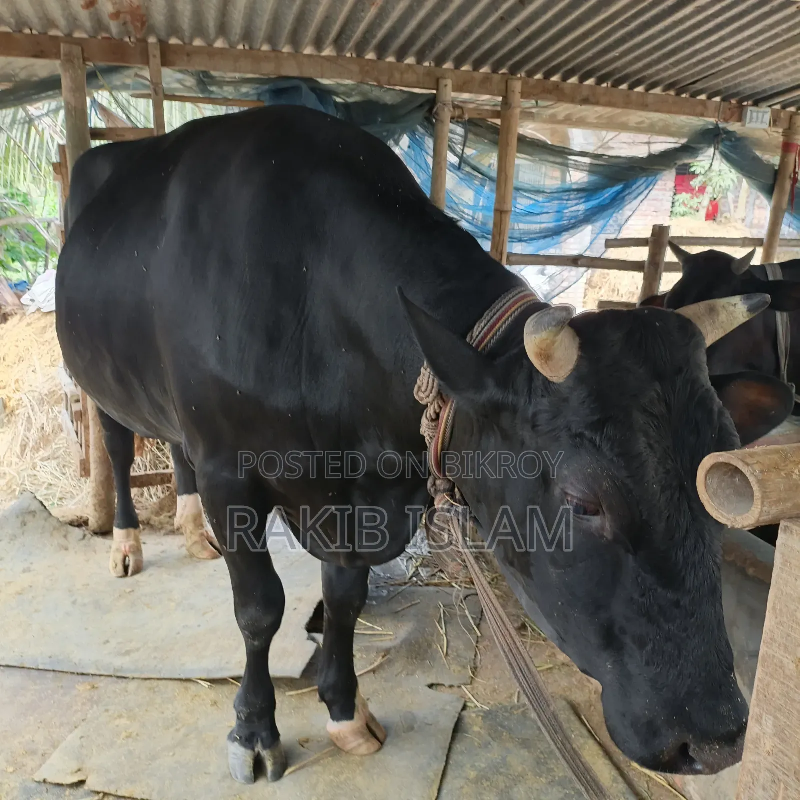বিরাট বড় এড়ে গরু