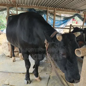 বিরাট বড় এড়ে গরু