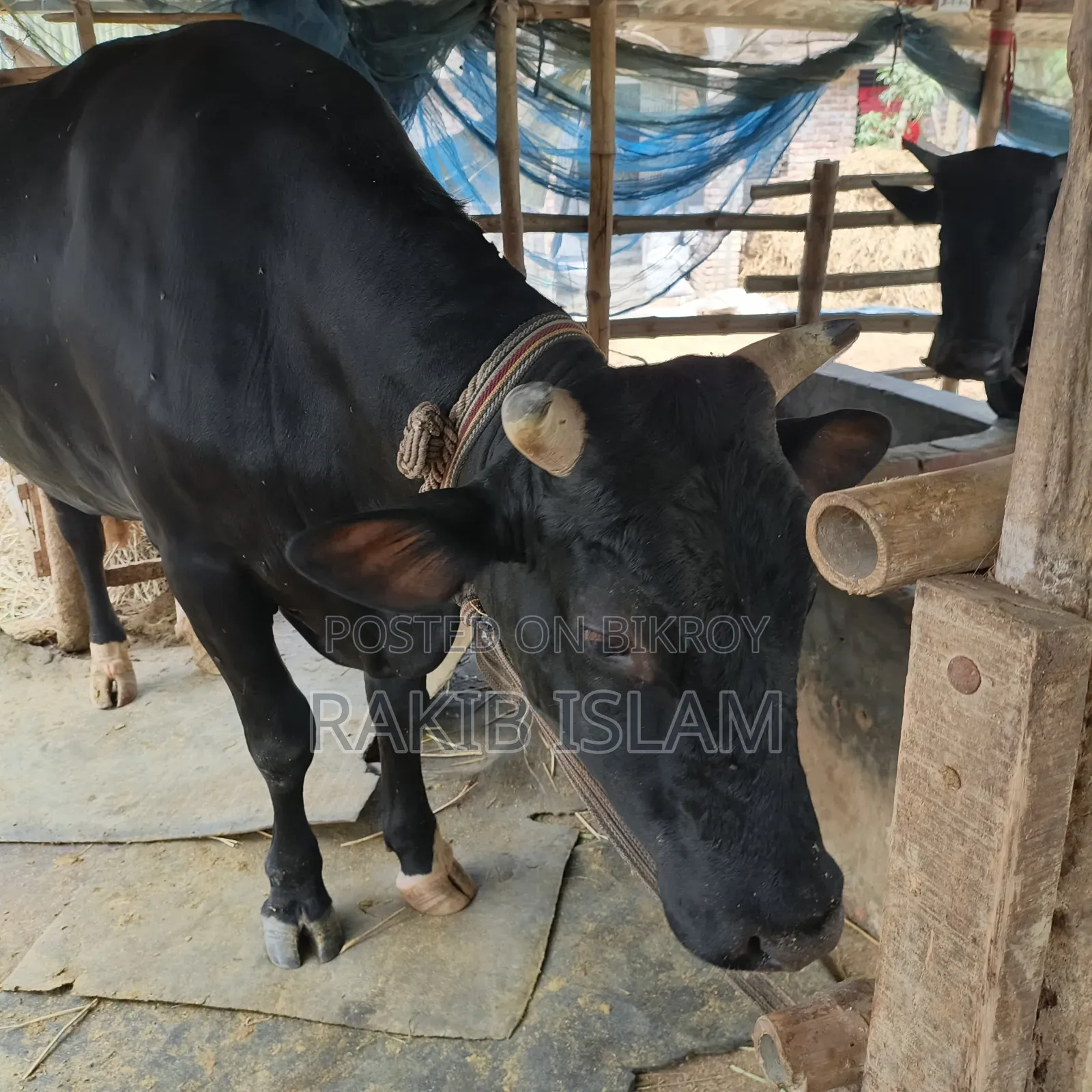 বিরাট বড় এড়ে গরু