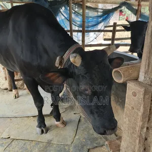 বিরাট বড় এড়ে গরু