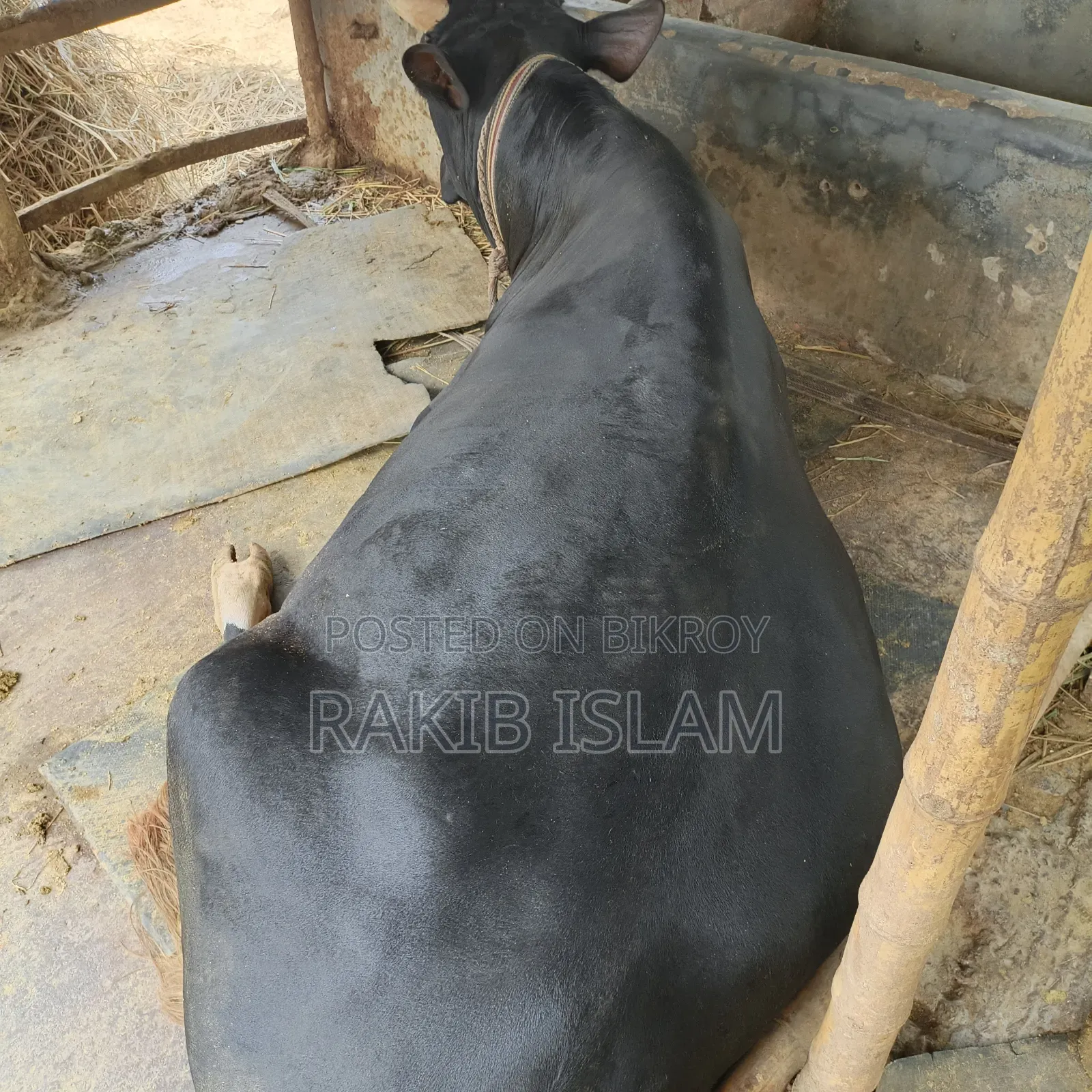বিরাট বড় এড়ে গরু