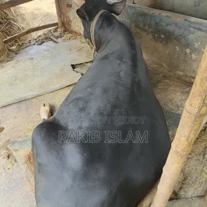 বিরাট বড় এড়ে গরু