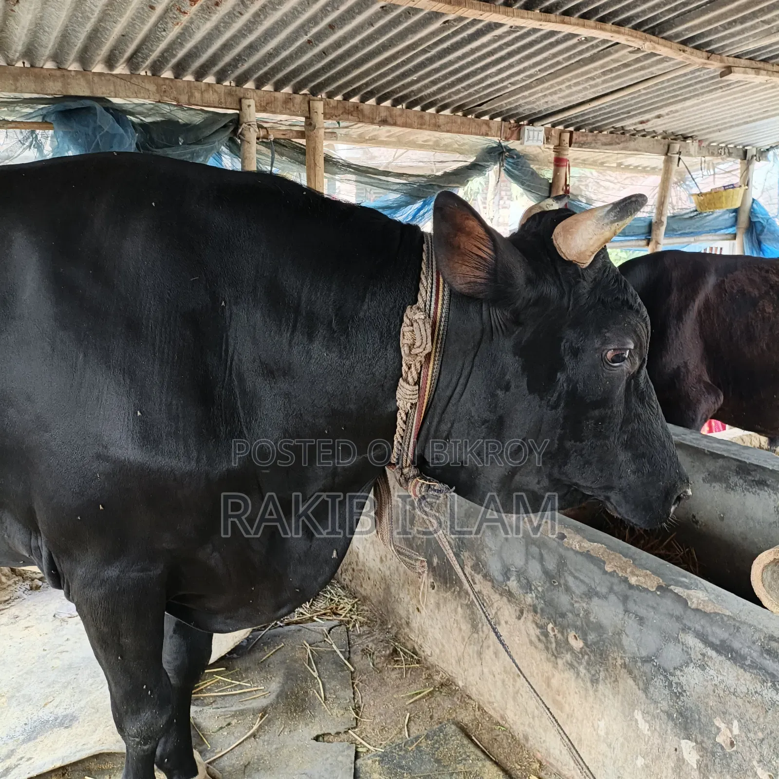 বিরাট বড় এড়ে গরু