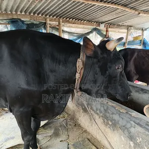 বিরাট বড় এড়ে গরু