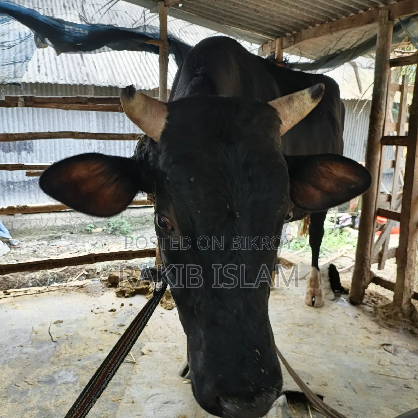 বিরাট বড় এড়ে গরু