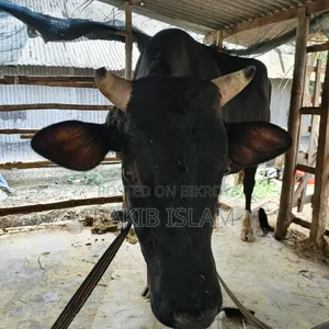 বিরাট বড় এড়ে গরু