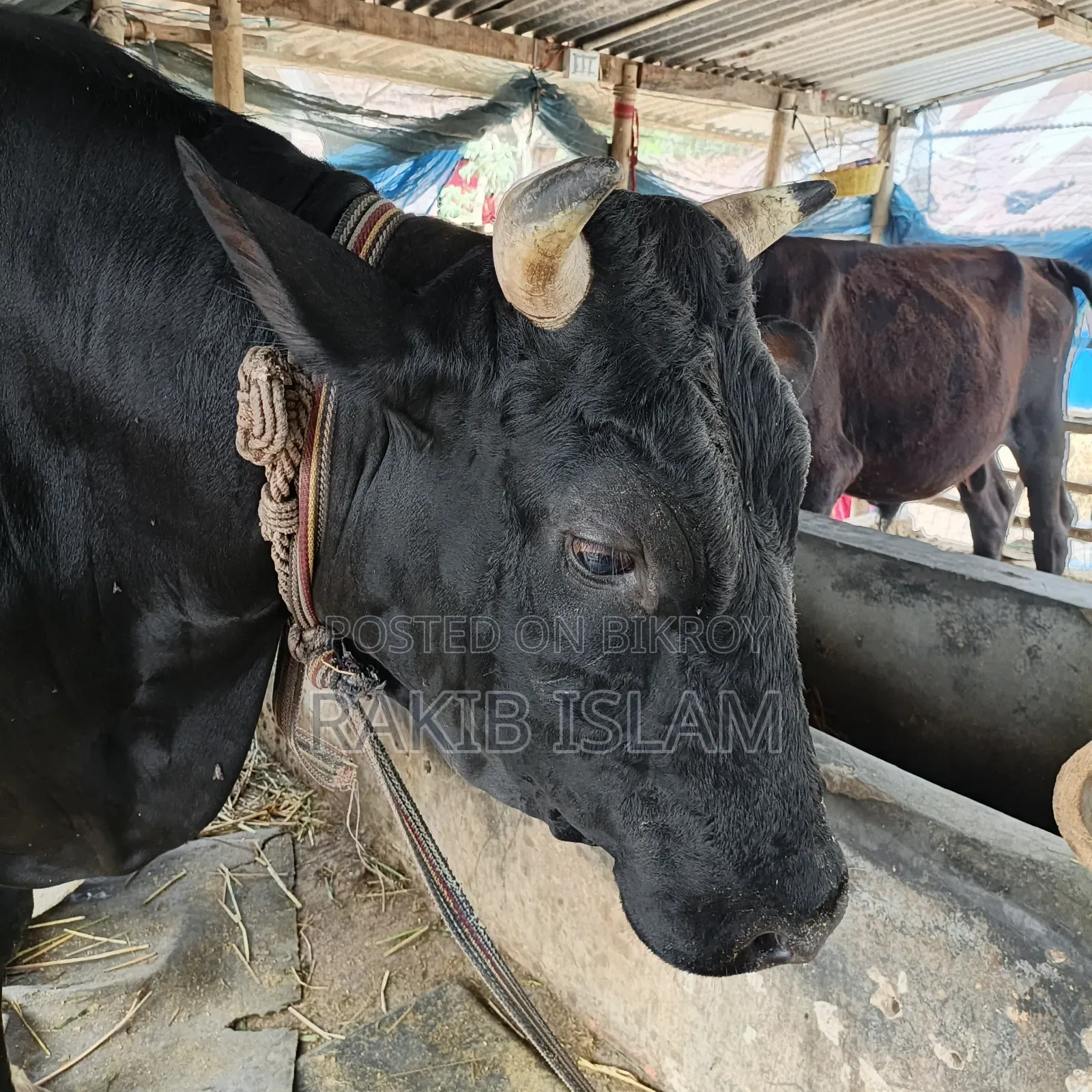 বিরাট বড় এড়ে গরু