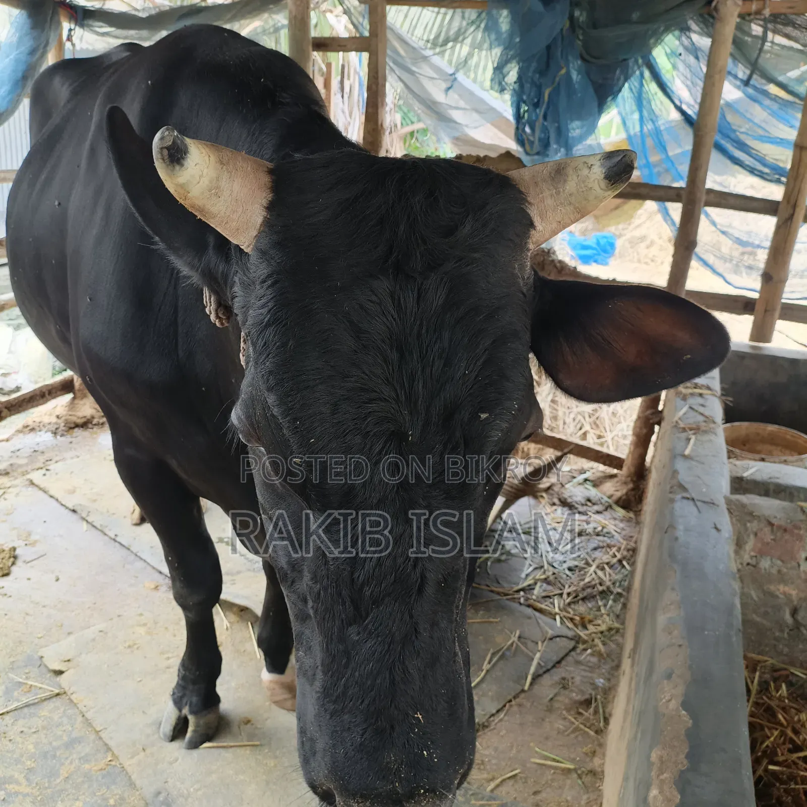 বিরাট বড় এড়ে গরু