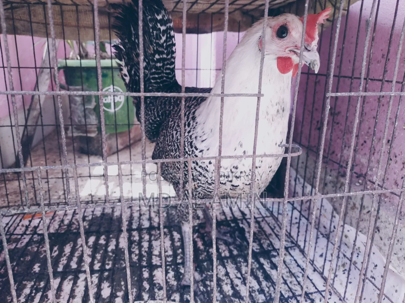 একটি ডিম পাড়া ফ্যাওমী মুরগি বিক্রি হবে