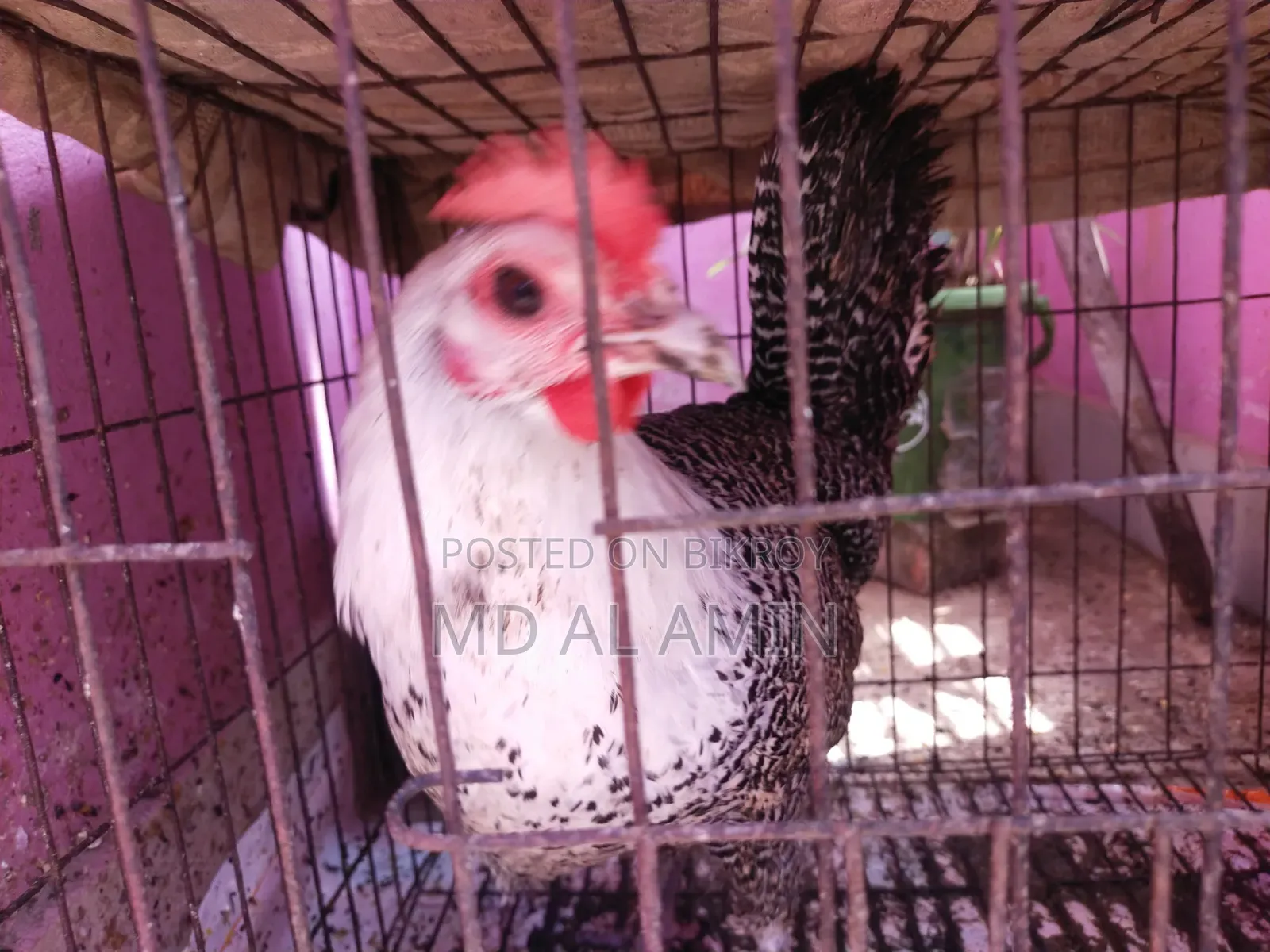 একটি ডিম পাড়া ফ্যাওমী মুরগি বিক্রি হবে