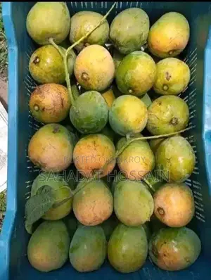 Satkhira Himsagar Tree-Ripened Mangoes