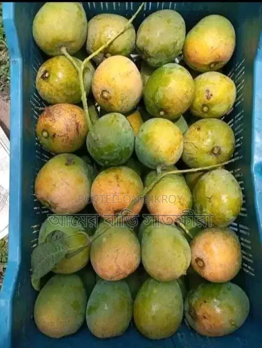 সাতক্ষীরার হিমসাগর গাছ পাকা আম