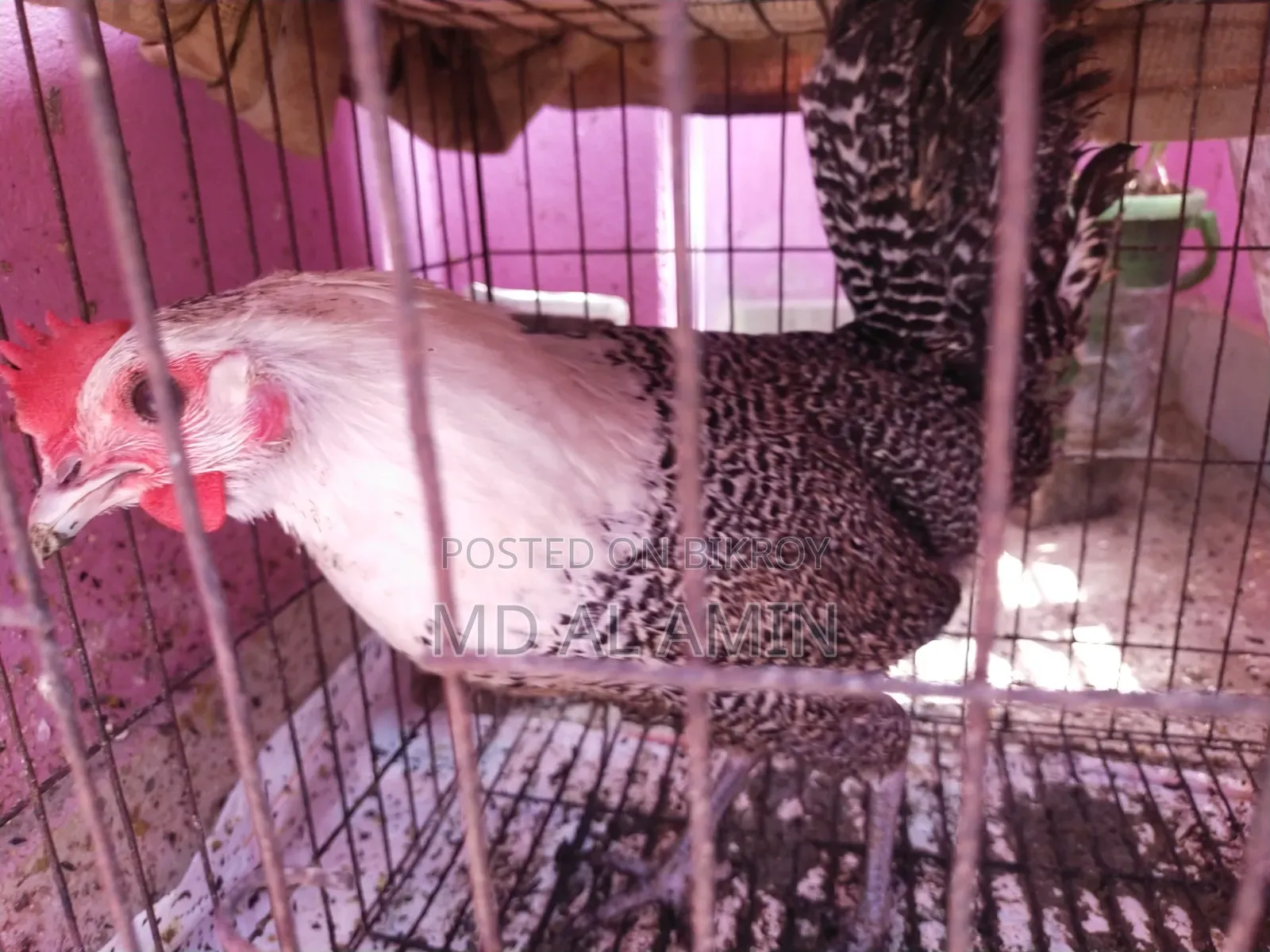 একটি ডিম পাড়া ফ্যাওমী মুরগি বিক্রি হবে