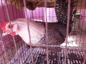একটি ডিম পাড়া ফ্যাওমী মুরগি বিক্রি হবে