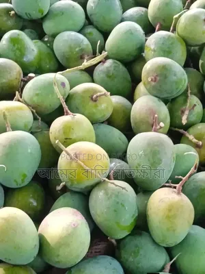 সাতক্ষীরার হিমসাগর গাছ পাকা আম