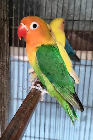 Green Fischer Male
