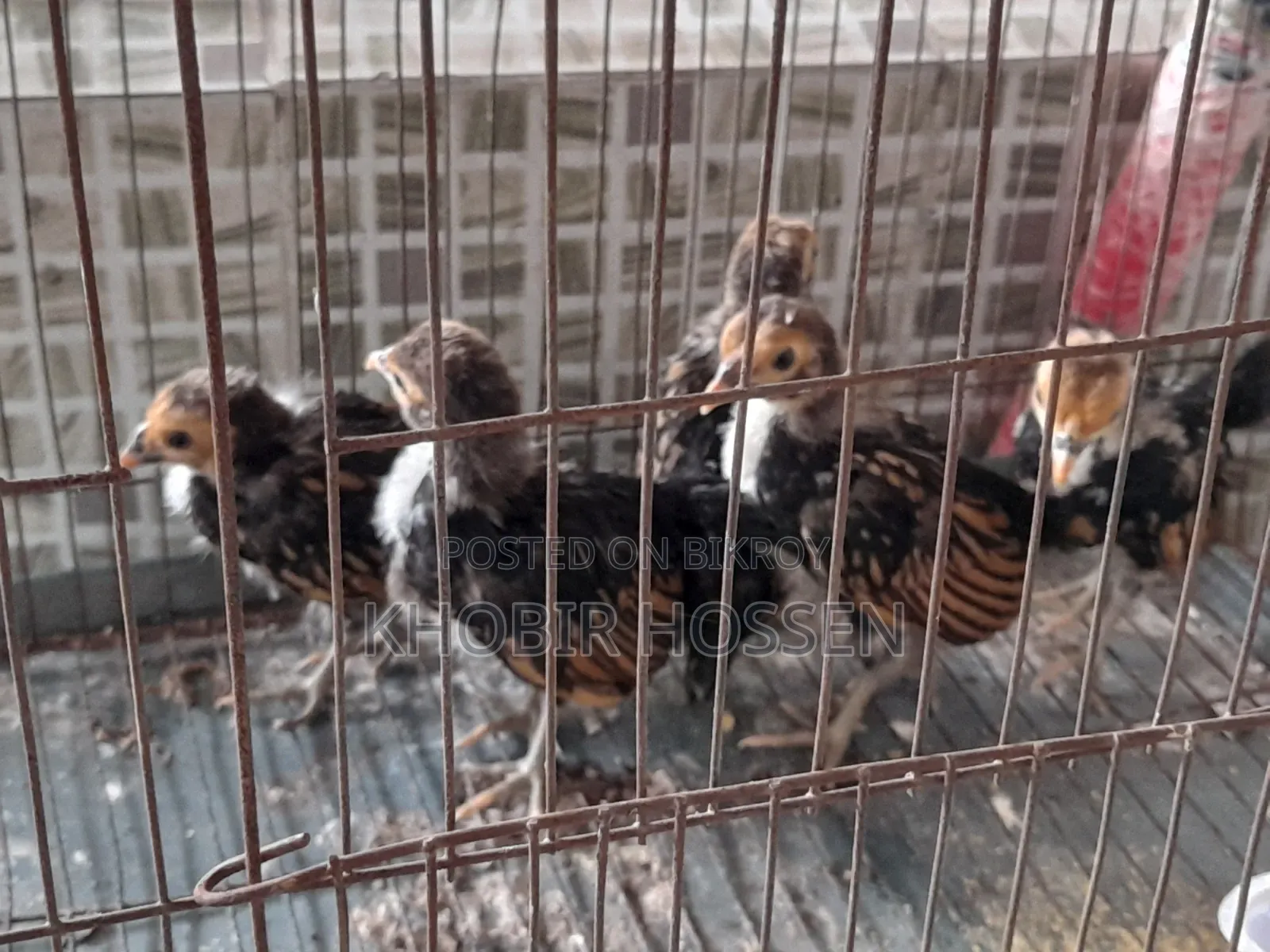 High-Quality Golden Safe Right Chicken Chicks for Sale