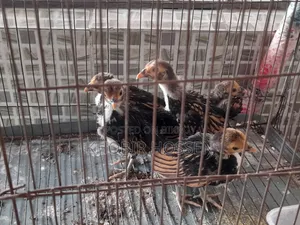 High-Quality Golden Safe Right Chicken Chicks for Sale