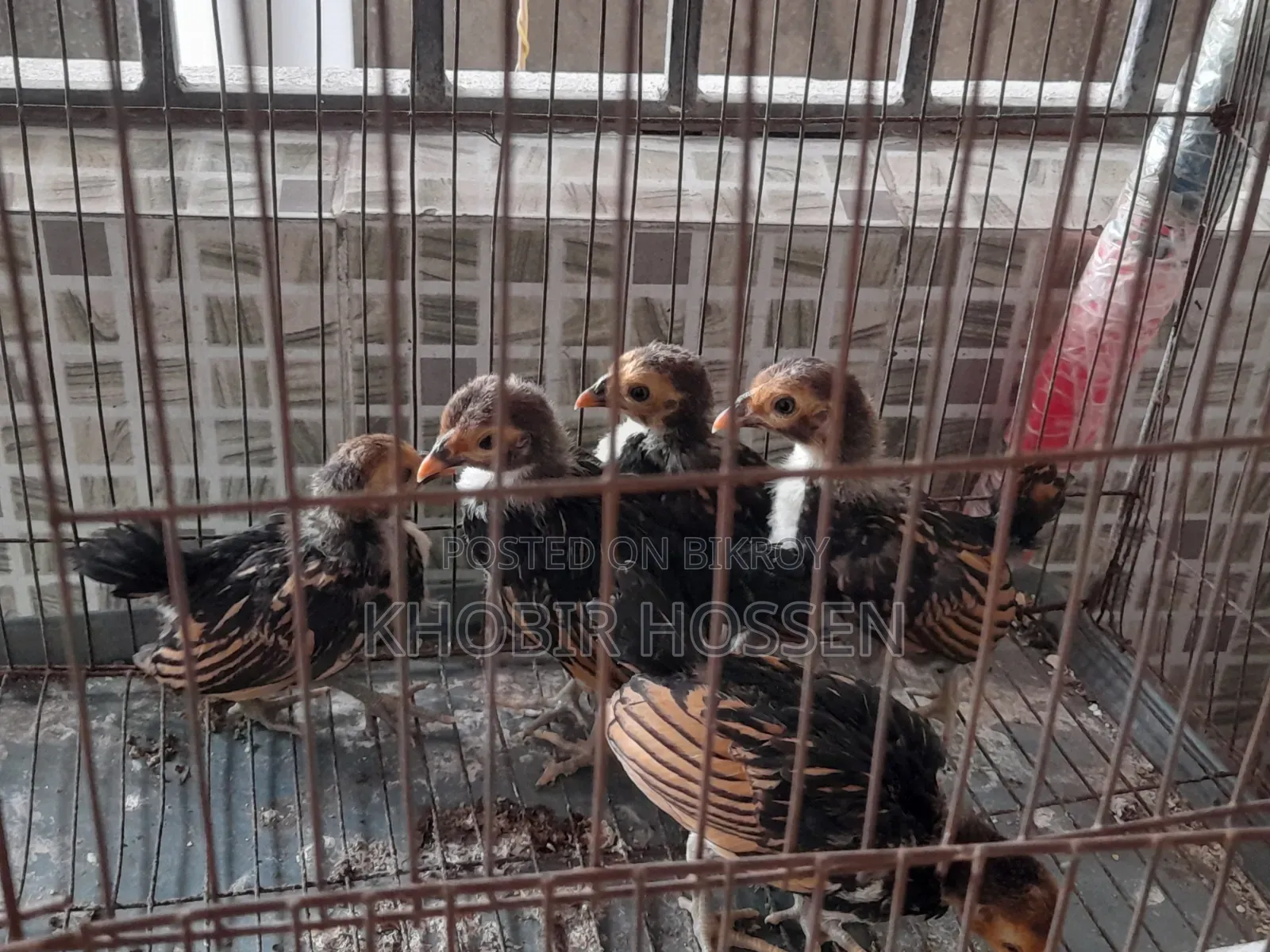 High-Quality Golden Safe Right Chicken Chicks for Sale