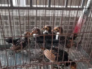 High-Quality Golden Safe Right Chicken Chicks for Sale
