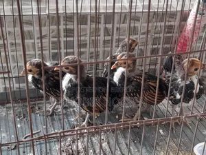 High-Quality Golden Safe Right Chicken Chicks for Sale