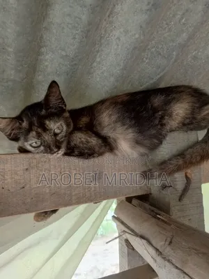 0-1 Month Female Mixed Breed Exotic