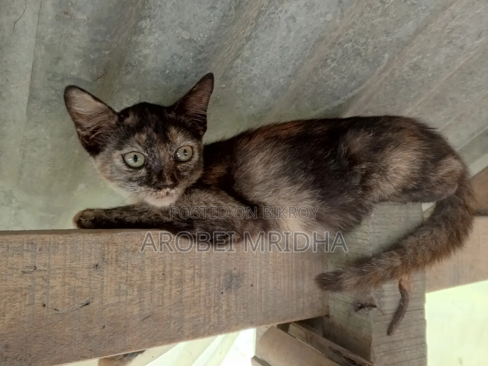0-1 Month Female Mixed Breed Exotic