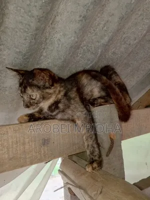 0-1 Month Female Mixed Breed Exotic