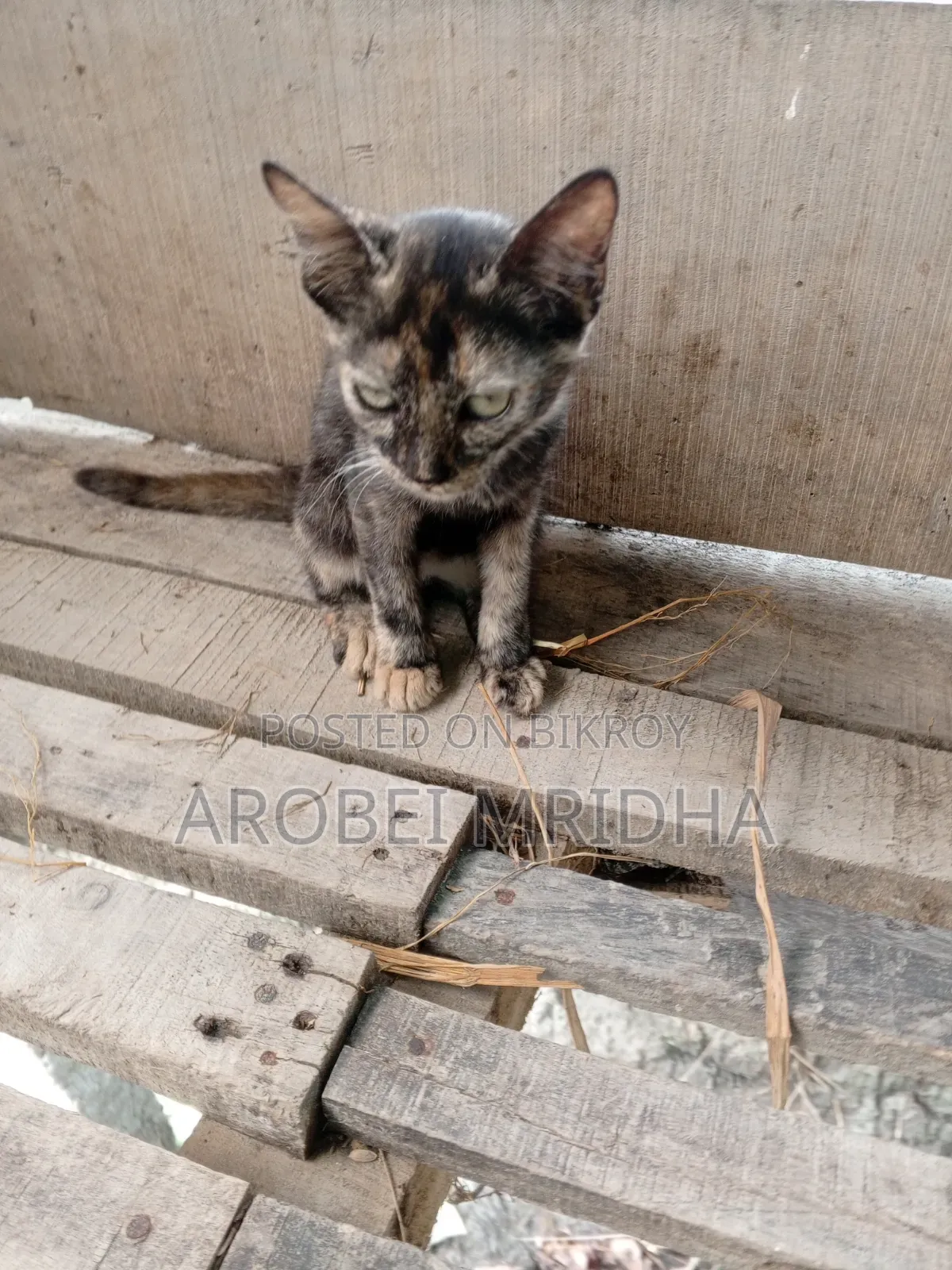0-1 Month Female Mixed Breed Exotic