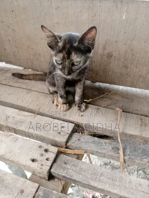 0-1 Month Female Mixed Breed Exotic