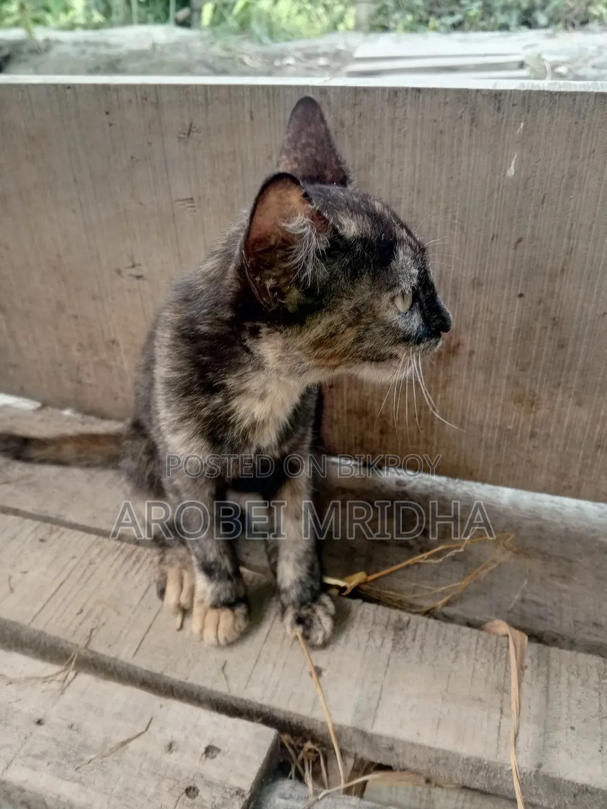 0-1 Month Female Mixed Breed Exotic