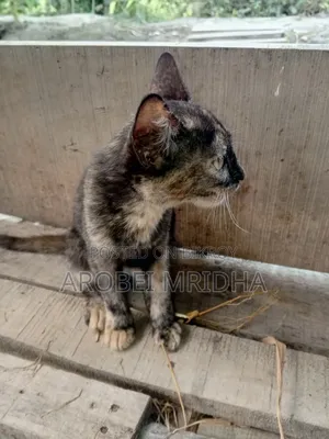 0-1 Month Female Mixed Breed Exotic