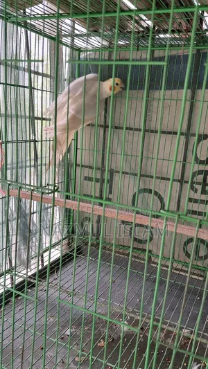 My bird is for sale, it was a female running pair, one has died