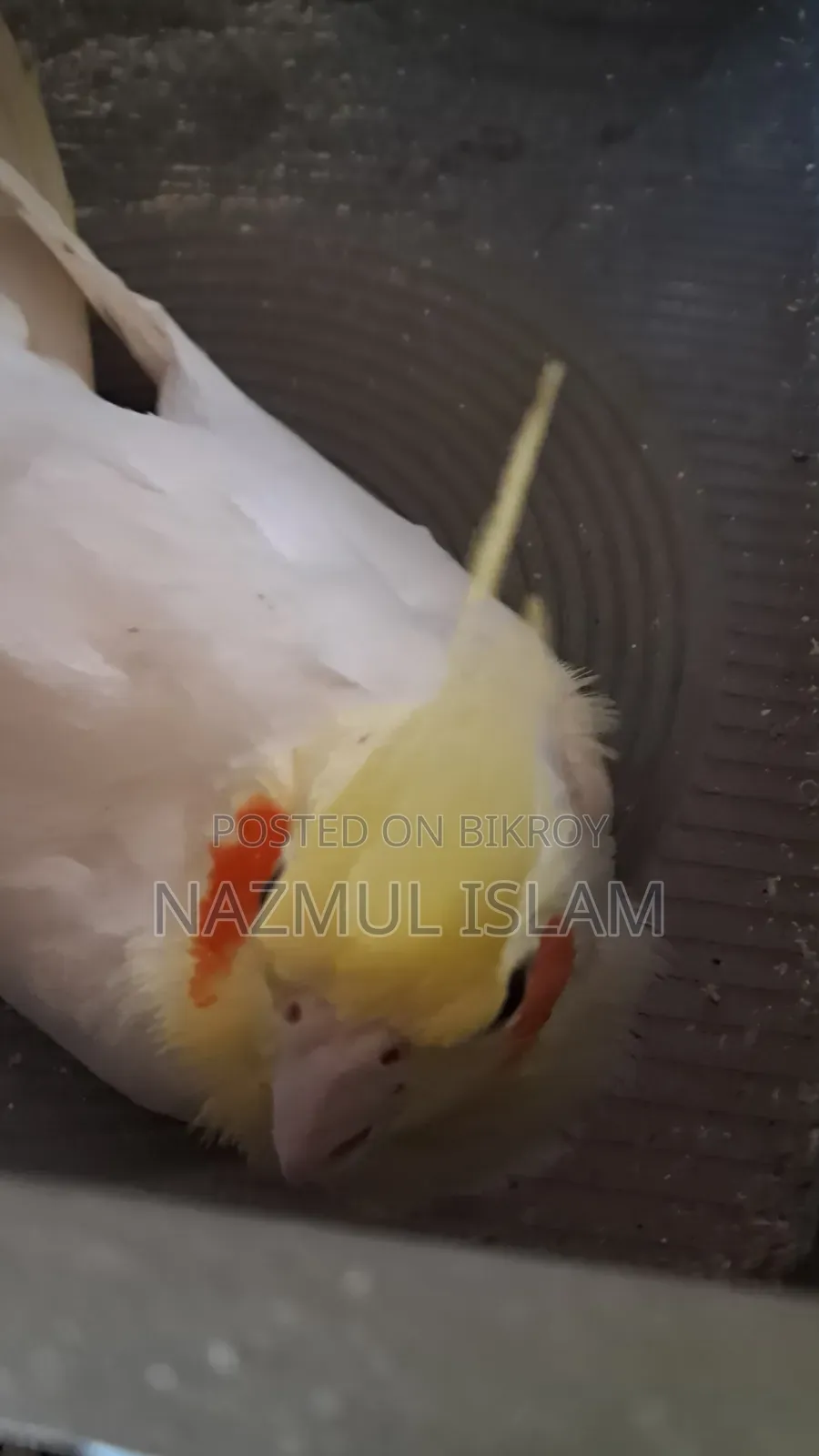 My bird is for sale, it was a female running pair, one has died
