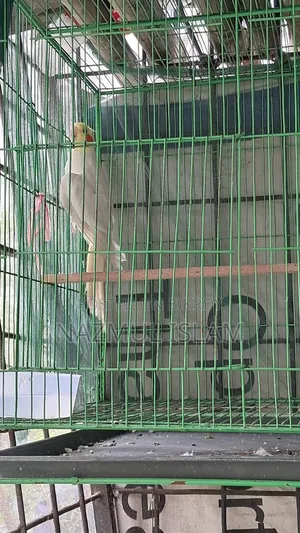 My bird is for sale, it was a female running pair, one has died