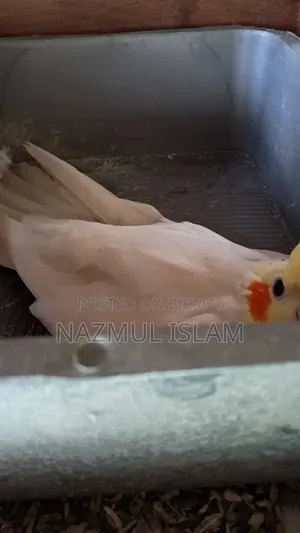 My bird is for sale, it was a female running pair, one has died