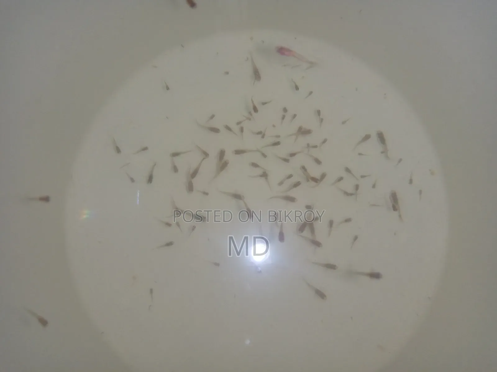 গাপ্পির বাচ্চা ২০টাকা জোড়া