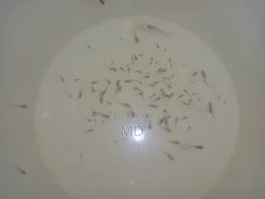 Guppy Fry 20 Taka per pair